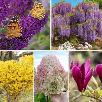 Zestaw krzewów ozdobnych Kwitnący Ogród, 5 sadzonek interface.image 3
