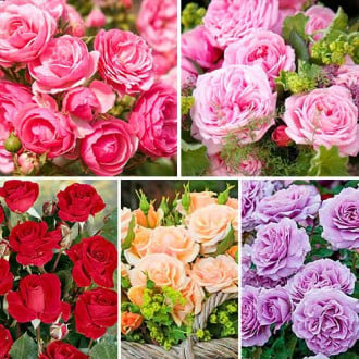 Super oferta! Zestaw róż bukietowych "Magia koloru", 5 sadzonek interface.image 6