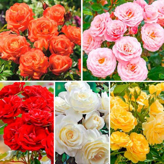 Zestaw róż rabatowych Magia koloru, 5 sadzonek interface.image 4