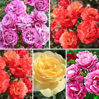 Zestaw róż bukietowych 5 sadzonek Mix kolorów interface.image 4