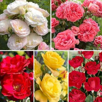 Super oferta! Zestaw róż bukietowych Mix kolorów, 5 sadzonek interface.image 2