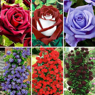 Super oferta! Zestaw róż pnących i wielkokwiatowych 6 sadzonek interface.image 5