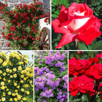 Zestaw róż pnących Top Garden, 5 sadzonek interface.image 5