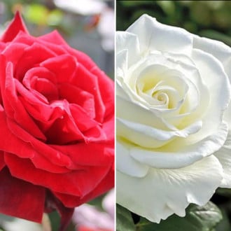 Zestaw róż wielkokwiatowych Black & White interface.image 2
