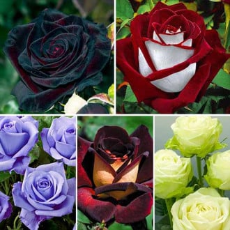 Super oferta! Zestaw róż wielkokwiatowych 5 odmian interface.image 5