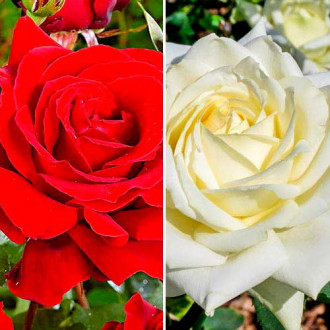 Zestaw róż wielkokwiatowych Black & White, 2 sadzonki interface.image 4