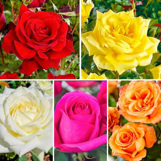 Zestaw róż wielkokwiatowych Classic Mix, 5 sadzonek interface.image 1