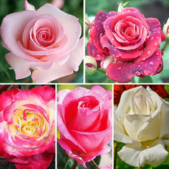 Zestaw róż Perfume 5 sadzonek interface.image 4
