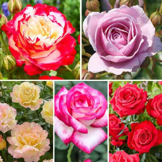 Super oferta! Zestaw róż wielkokwiatowych Perfume, 5 sadzonek interface.image 6