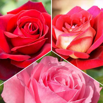 Zestaw róż wielkokwiatowych Tricolor, 3 sadzonki interface.image 3