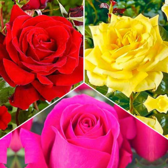 Zestaw róż wielkokwiatowych Tricolor, 3 sadzonki interface.image 1