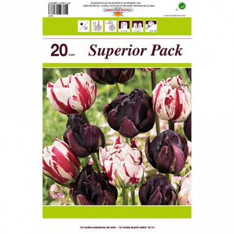 Super oferta! Tulipan pełny Magic Color, zestaw 2 odmian interface.image 2