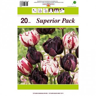 Super oferta! Tulipan pełny Magic Color, zestaw 2 odmian interface.image 3