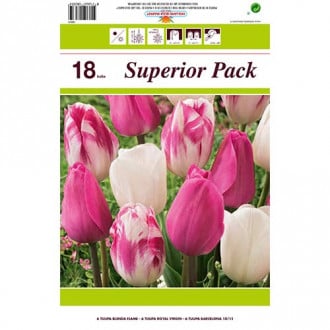 Super oferta! Tulipan Morning Star, zestaw 18 cebul interface.image 6