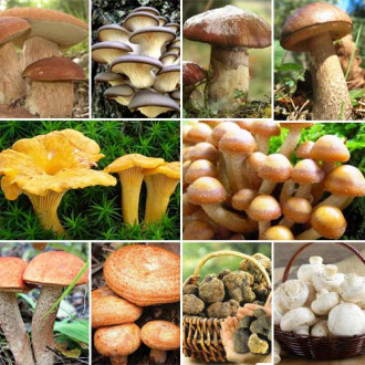 Super Oferta! Zestaw Grzybów Mega Pak 10 opakowań interface.image 9