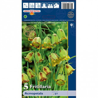Szachownica (Fritillaria) Acmopetala interface.image 3