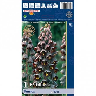 Szachownica (Fritillaria) Perska interface.image 5