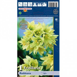 Szachownica (Fritillaria) Raddeana interface.image 2