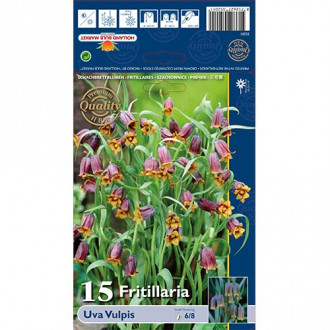 Szachownica (Fritillaria) Uva Vulpis interface.image 1