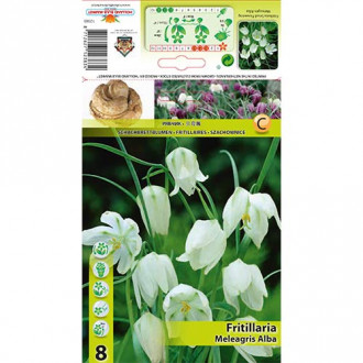 Szachownica kostkowata (Fritillaria) Alba interface.image 4