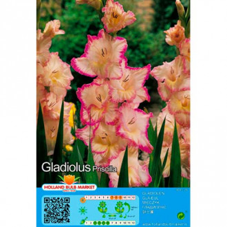 Gladiola (Mieczyk) Priscilla interface.image 2