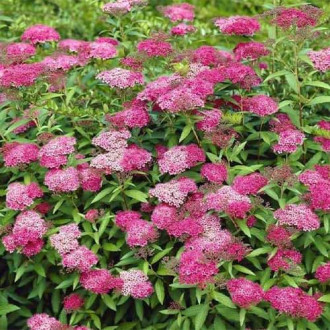 Tawuła japońska Anthony Waterer