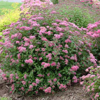 Tawuła japońska Neon Flash interface.image 9