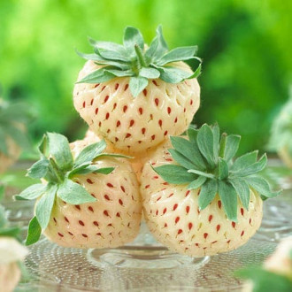 Truskawka Pineberry interface.image 2