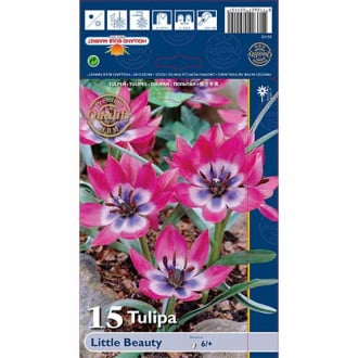 Tulipan botaniczny Little Beauty interface.image 2