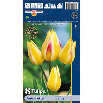 Tulipan Antoinette interface.image 6