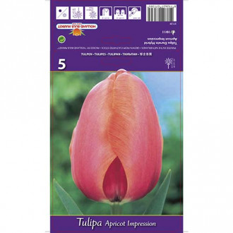 Tulipan Darwina Apricot Impression interface.image 4