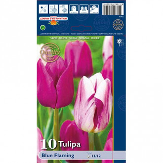 Tulipan Blue Flaming, mix kolorów interface.image 1