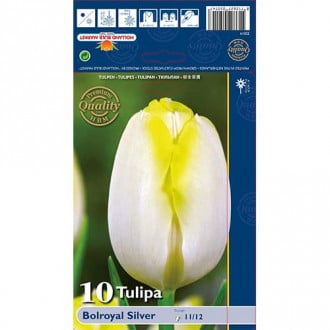 Tulipan Triumph Bolroyal Silver interface.image 4