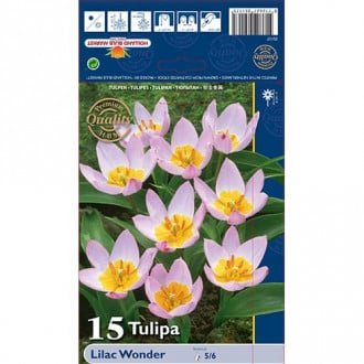 Tulipan botaniczny Lilac Wonder interface.image 3