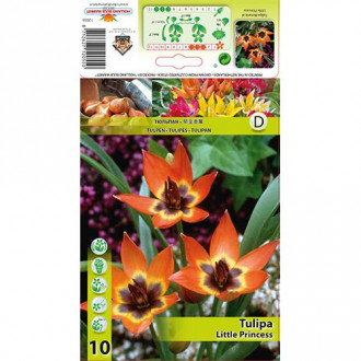 Tulipan botaniczny Little Princess interface.image 4