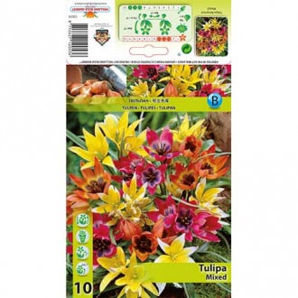 Tulipan botaniczny, mix kolorów interface.image 2