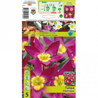 Tulipan botaniczny Odalisque interface.image 3