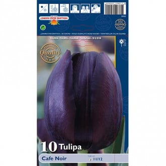 Tulipan Cafe Noir interface.image 6