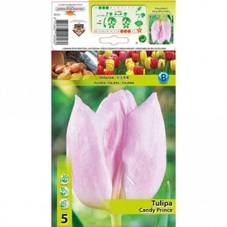 Tulipan Triumph Candy Prince interface.image 5