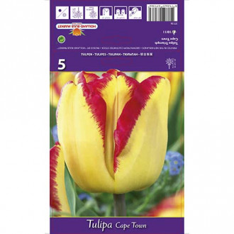 Tulipan Cape Town interface.image 6
