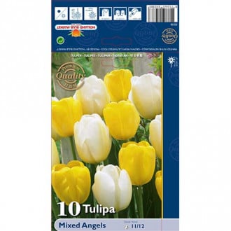 Tulipan Darwina Angels, mix kolorów interface.image 1
