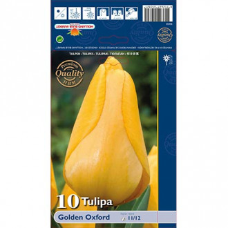 Tulipan Darwina Golden Oxford interface.image 1
