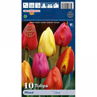 Tulipan Darwina, mix kolorów interface.image 1