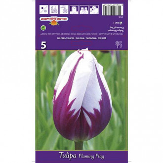 Tulipan Triumph Flaming Flag interface.image 1