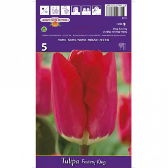 Tulipan Darwina Fostery King interface.image 3