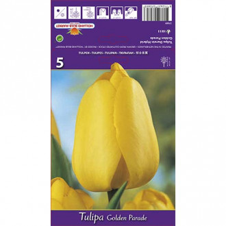 Tulipan Darwina Golden Parade interface.image 5