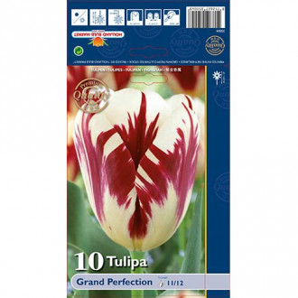 Tulipan Triumph Grand Perfection interface.image 2