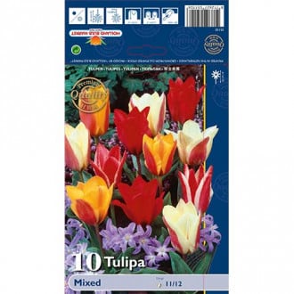 Tulipan Greiga, mix kolorów interface.image 4