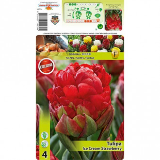 Tulipan Ice Cream Strawberry interface.image 6