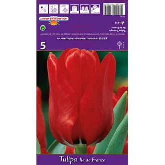 Tulipan Ile de France interface.image 6